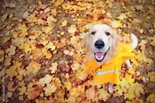 Top view of a golden retriever at fall leafs background