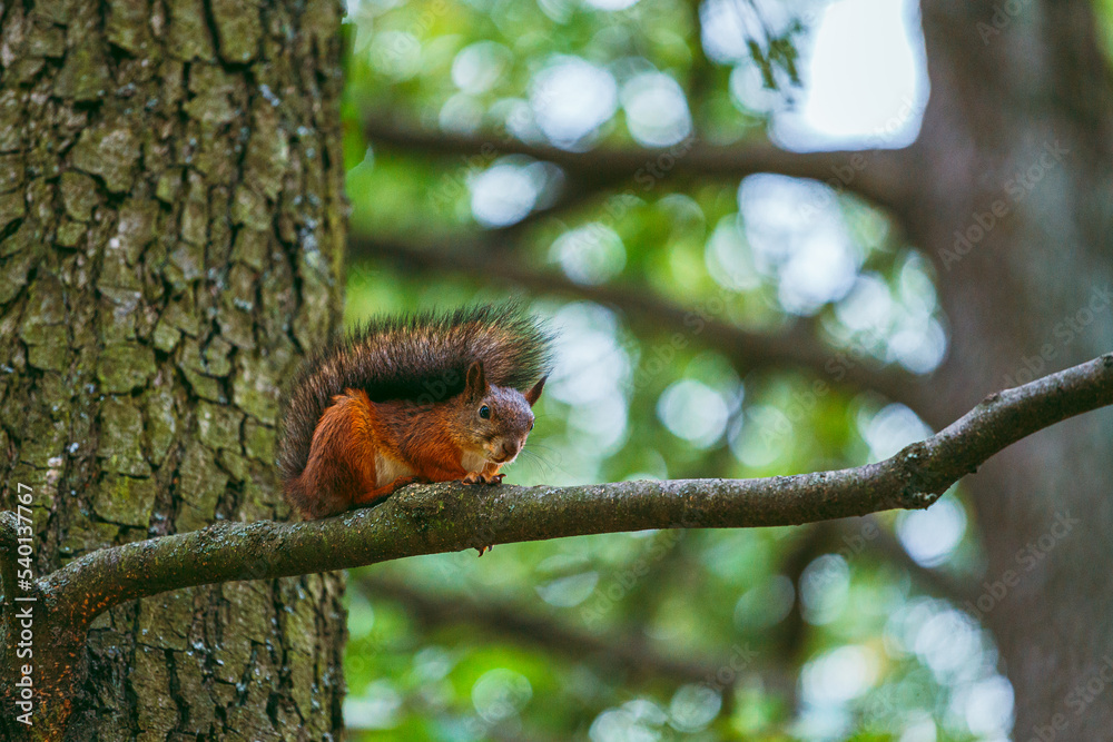 A red, adult squirrel with a fluffy tail in an autumn park sits on a branch in an autumn park. Animals in the city park. Blurred background, selective focus.