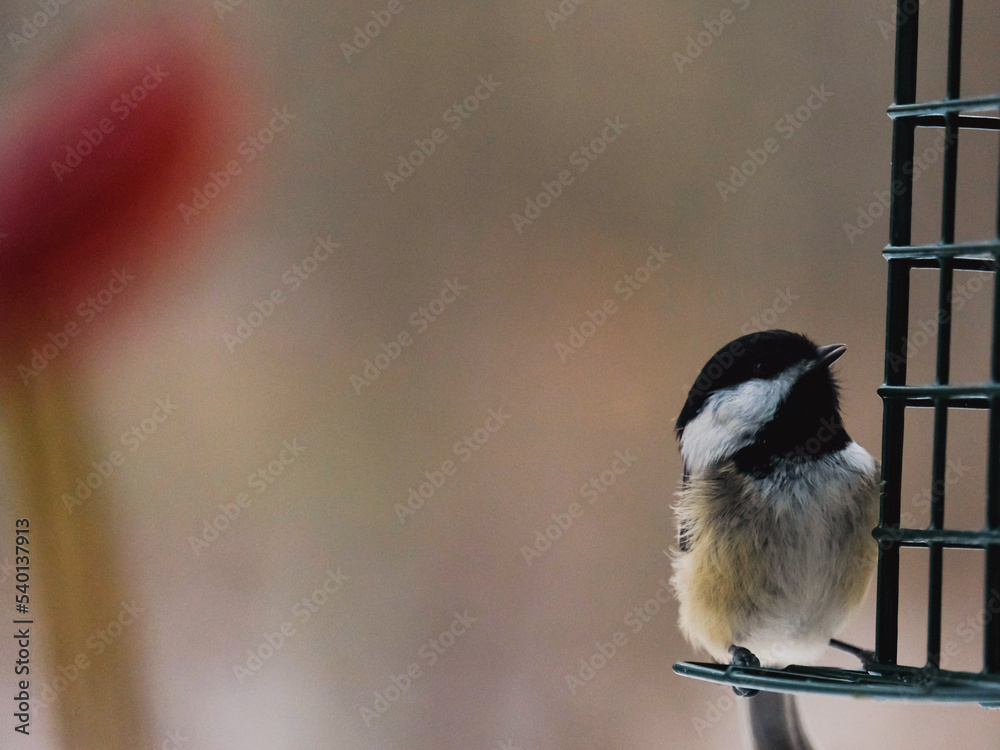 Fototapeta premium Bird on a feeder
