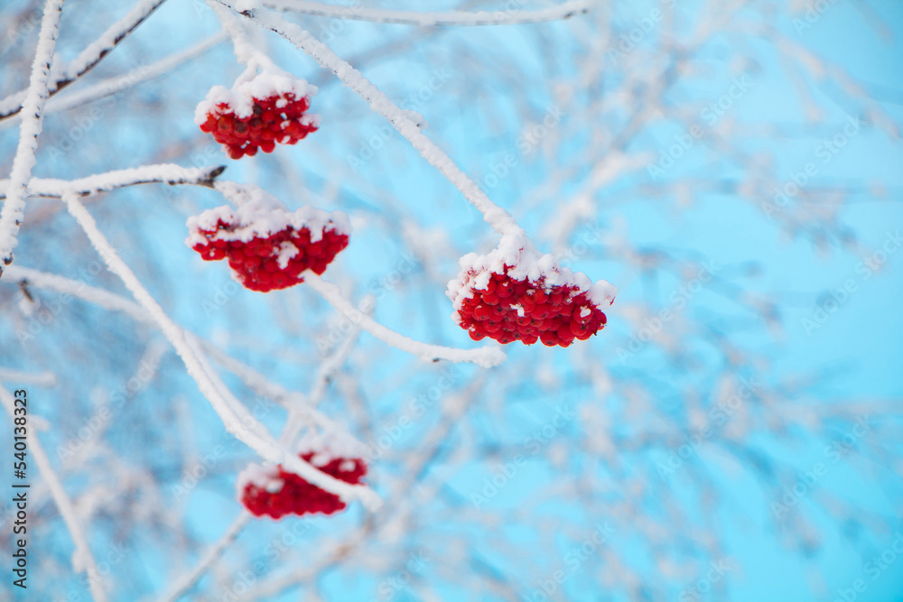 Snowy branch with red berries rowans in winter Snowy branch with red berries rowans in winter