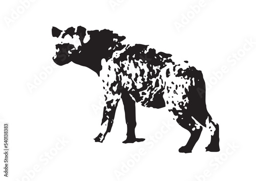 Black and white Hyena