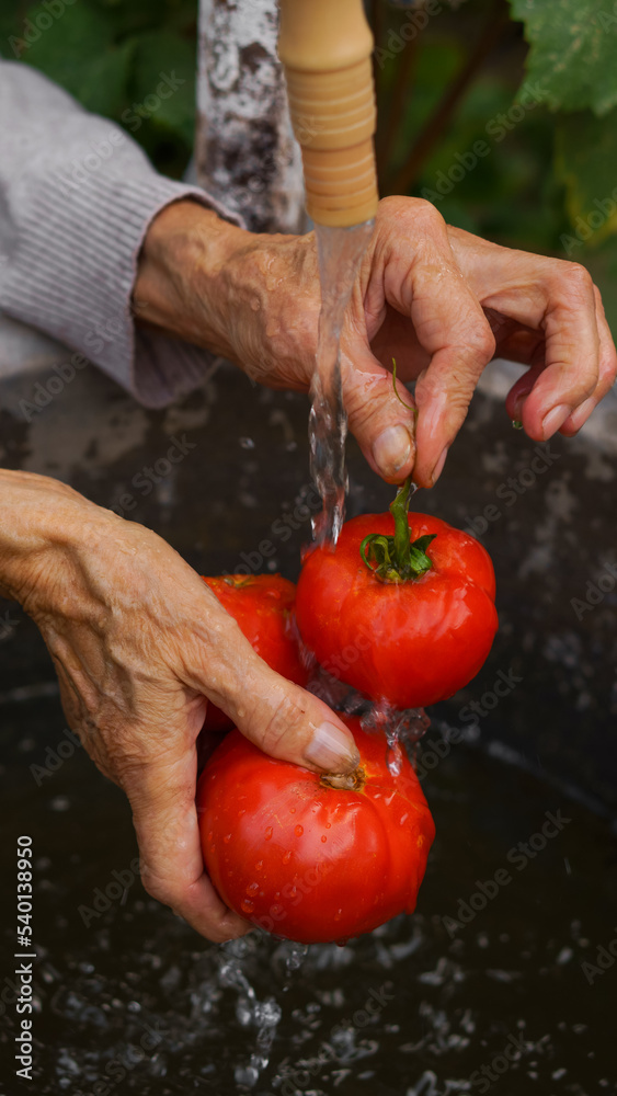 an elderly woman washes a tomato crop in her hands in the backyard in the home garden. close-up hands, water drops, concept of organic farming, home vegetable garden, clean food and farming an elderly woman washes a tomato crop in her hands in the backyard in the home garden. close-up hands, water drops, concept of organic farming, home vegetable garden, clean food and farming