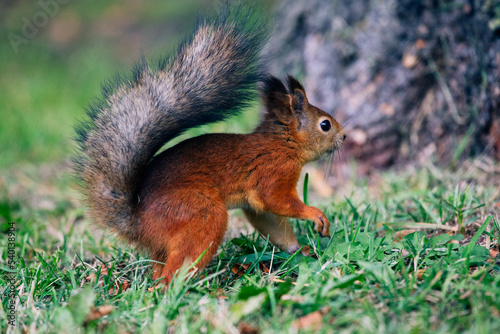 A squirrel with a fluffy tail in an autumn park in search of nuts. Animals in the city park.