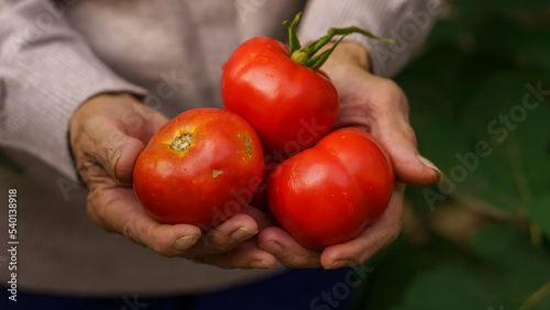 an elderly woman holds a tomato crop in her hands in the backyard in the home garden, among the leaves. close-up hands, concept of organic farming, home vegetable garden, clean food and farming