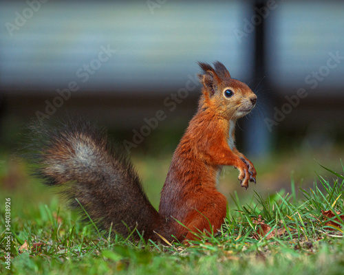 Portrait of a red squirrel with a fluffy tail in an autumn park. A squirrel in the park is sitting on its hind legs, and is hiding in close-up. Animals in the city park. Blurred background.  © Dmitry Presnyakov