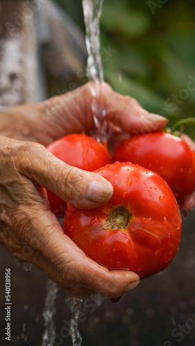 an elderly woman washes a tomato crop in her hands in the backyard in the home garden. close-up hands, water drops, concept of organic farming, home vegetable garden, clean food and farming