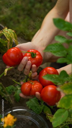 a young girl harvests a tomato crop in the backyard in the home garden. close-up hands, concept of organic farming, home vegetable garden, clean food