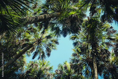 palm tree and sky