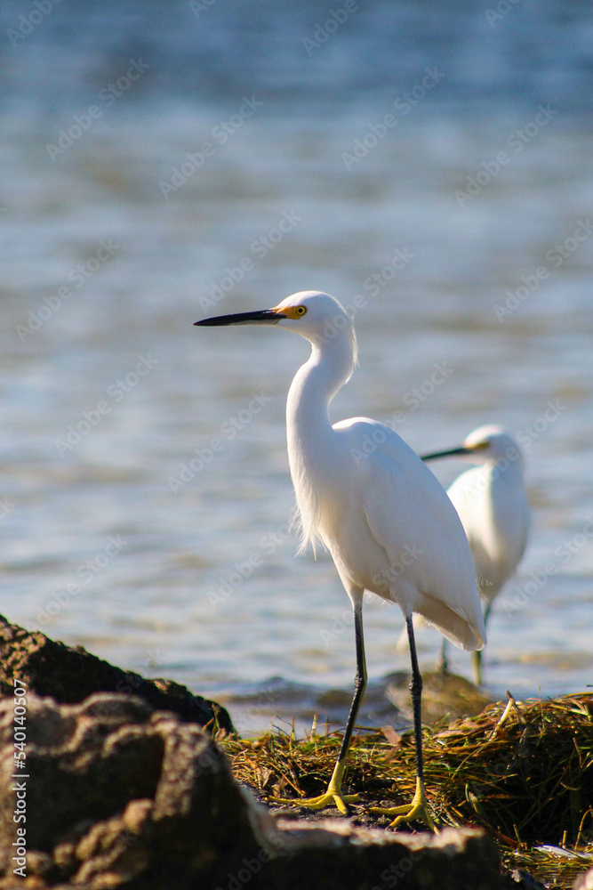 snowy egret on rocks at the beach snowy egret on rocks at the beach