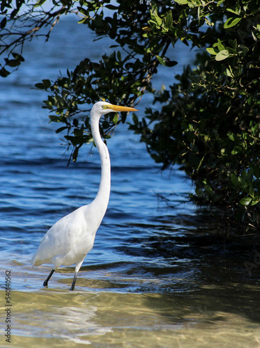 great egret in the mangroves