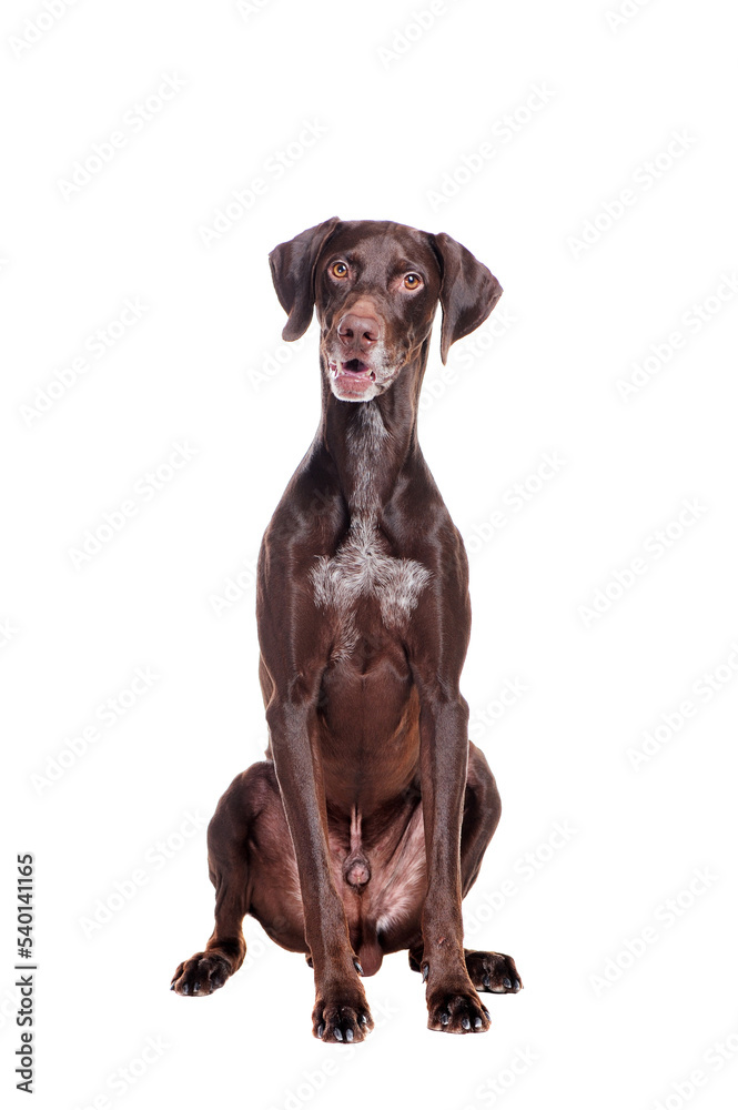 Full length picture of a pointer dog sitting on the floor Full length picture of a pointer dog sitting on the floor