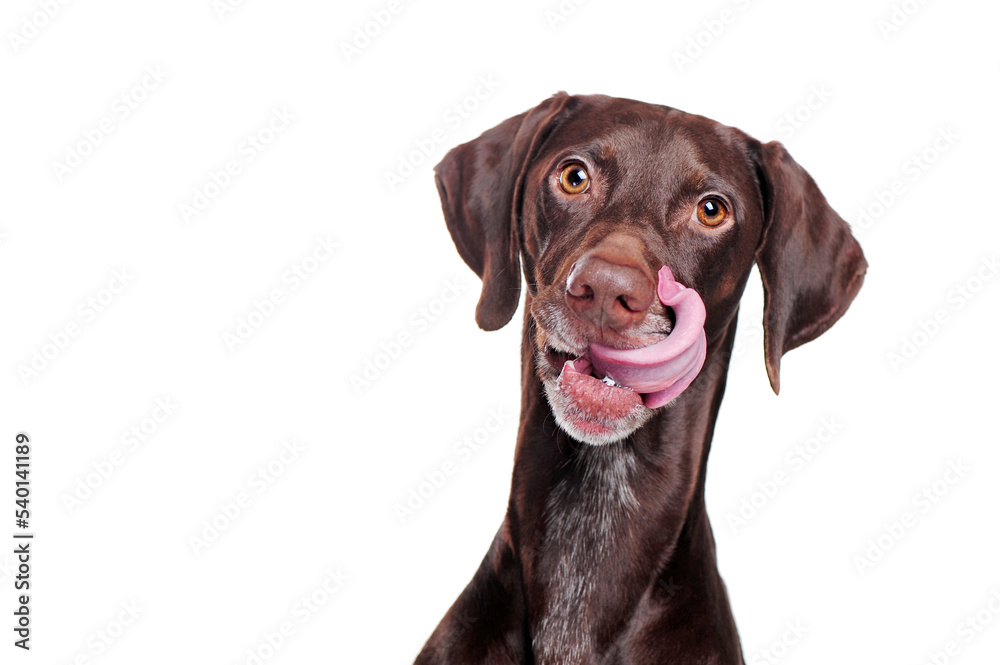 Head portrait of a pointer dog showing his tongue being hungry