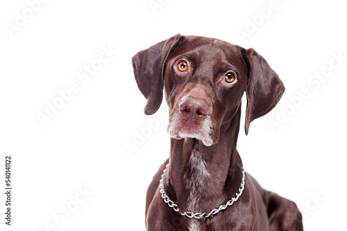 Close-up portrait of a pointer dog isolated on white