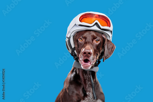 Close-up portrat of a dog in a hemet and ski mask photo