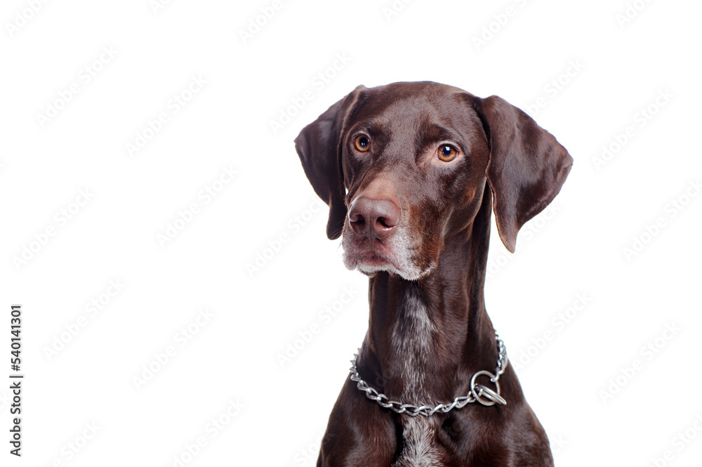 Pretty pointer dog looking to the copy space area