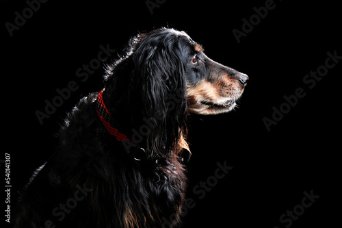 Profile head portrait of English spaniel dog