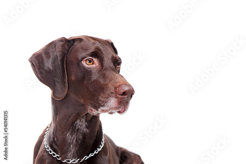 Side view portrait of a pointer dog head shot