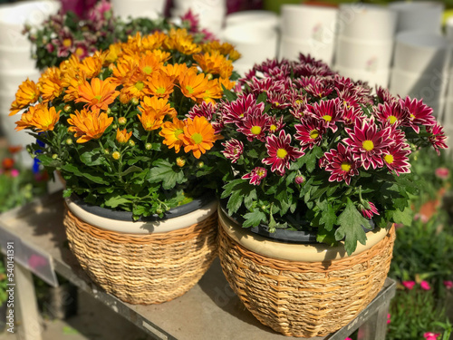 Mix of Chrysanthemum Flowers in the Flowerpots. Natural Light Selective Focus