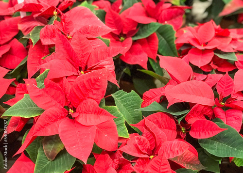 Beautiful Red Christmas Flower Poinsettia in the Flowerpots. Natural Light Selectve Focus