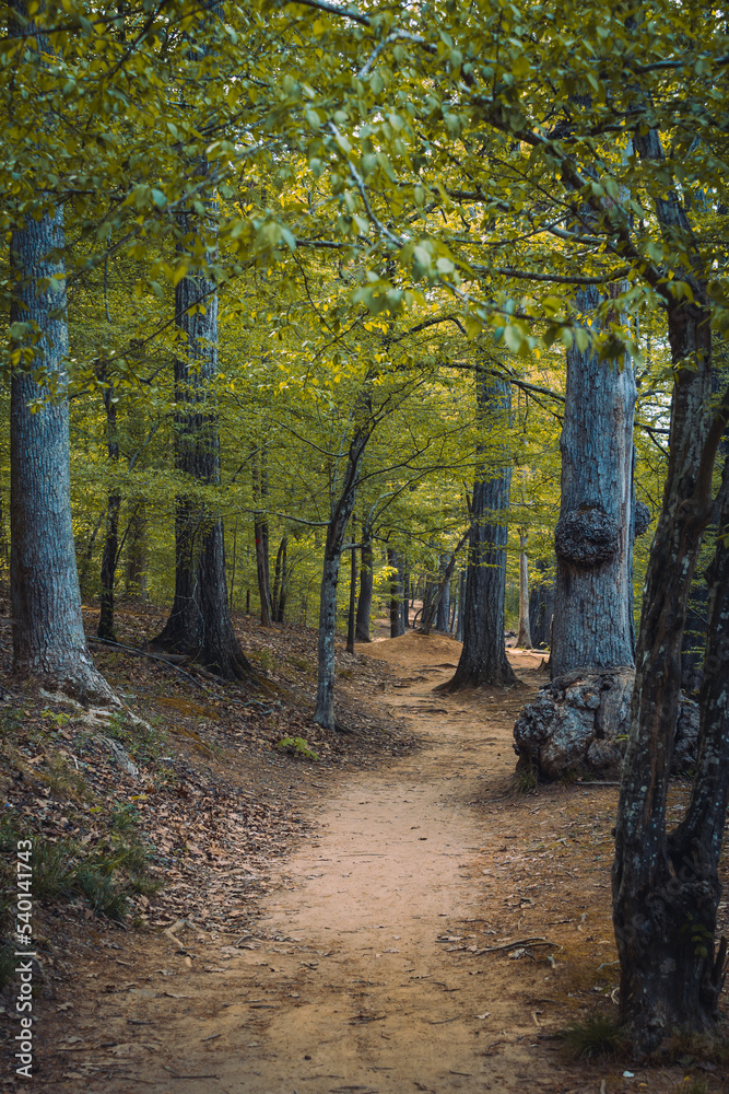 Obraz premium path in autumn forest