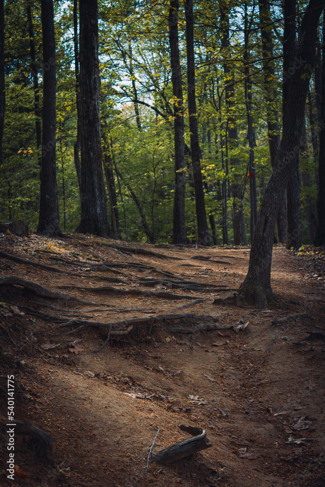 Fototapeta premium autumn in the woods