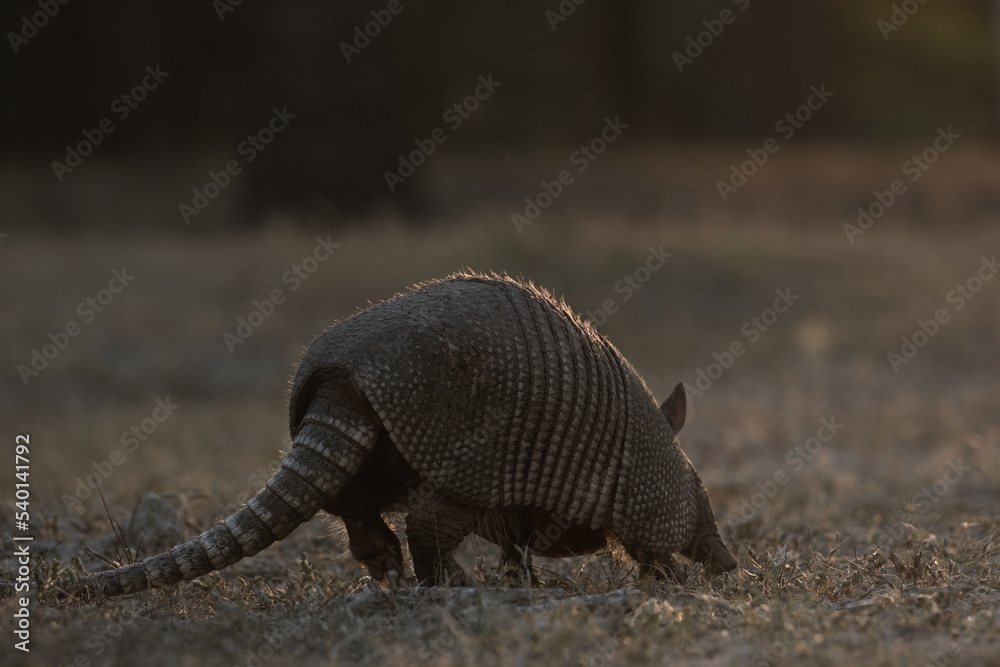Texas wildlife armadillo in field at sunset. Texas wildlife armadillo in field at sunset.