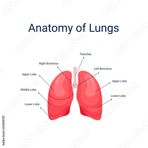 Human lungs anatomy diagram vector illustration