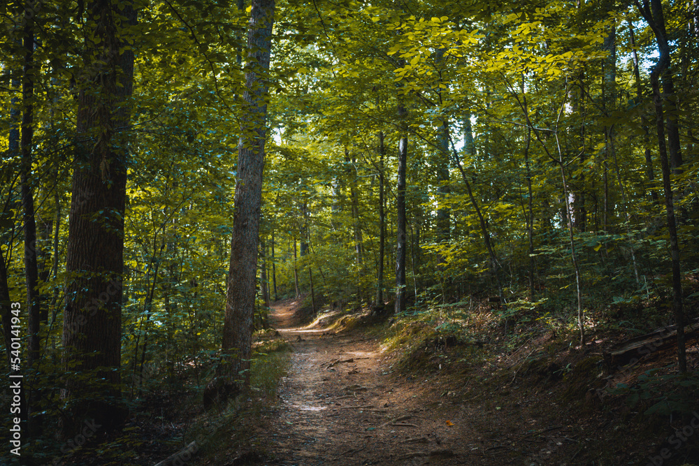 Obraz premium path in the forest