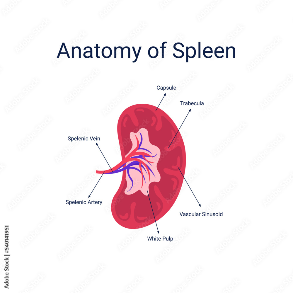 Human spleen anatomy diagram vector illustration Stock Vector | Adobe Stock