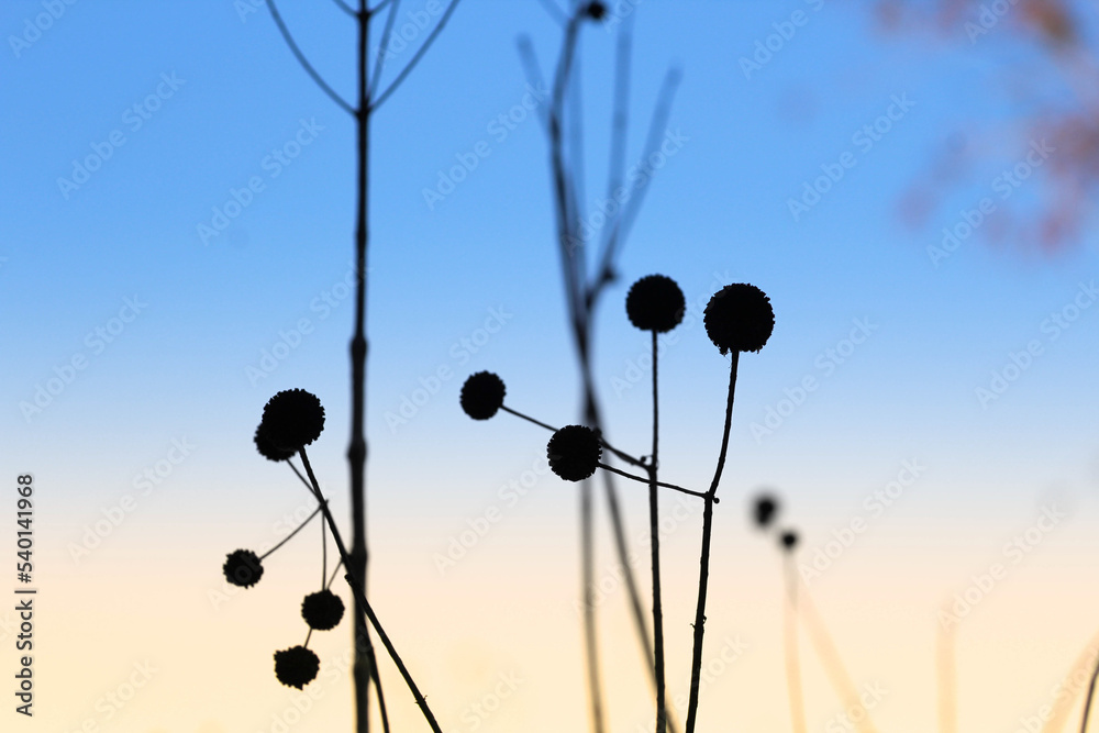 Obraz premium field of flowers