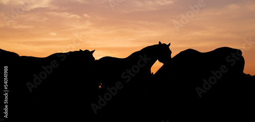 Silhouette of horses during sunrise on rural Texas ranch as banner image.