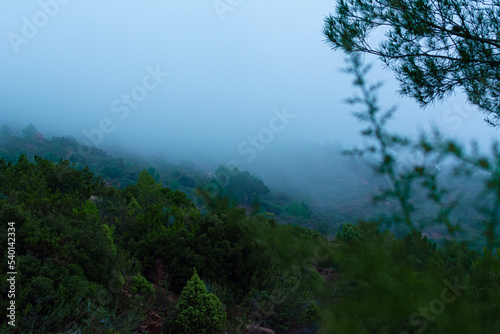 Desierto de las palmas cubierto por una densa niebla