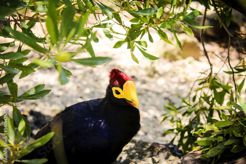 lady ross' turaco photo