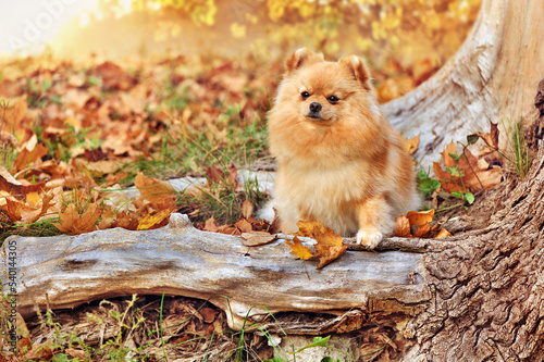 Pretty pomeranian sitting on the old tree roots