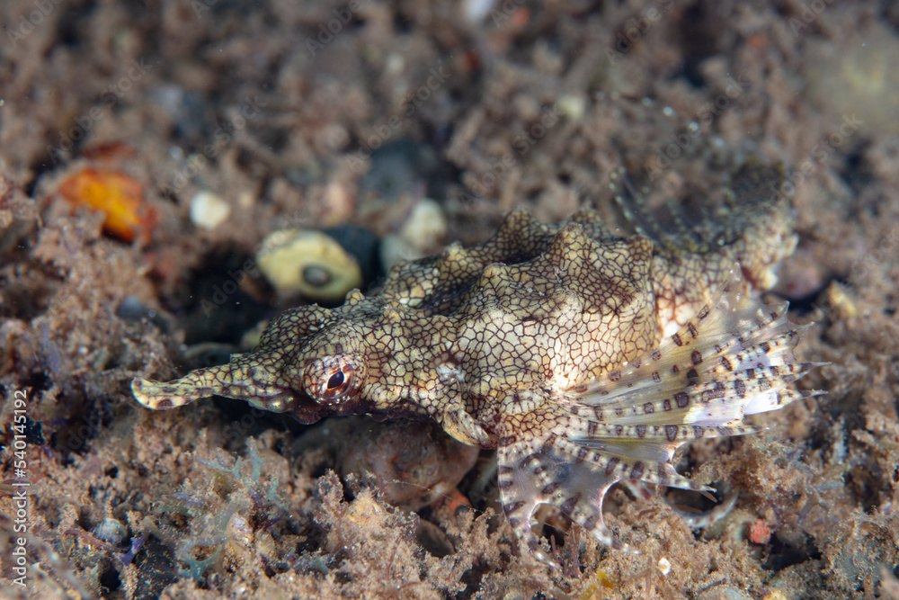 A Dragon sea moth, Eurypegasus draconis, crawls across the sandy seafloor of Beangabang Bay on the island of Pantar, Indonesia. These weird fish are almost always found in pairs.