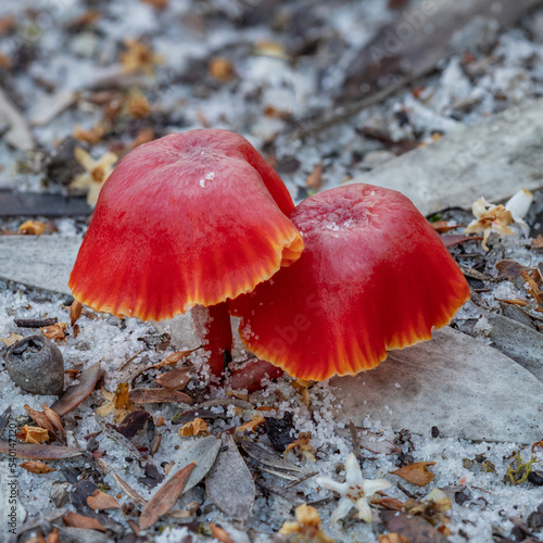 Two red Hygrocybe Miniata mushrooms - NSW, Australia photo