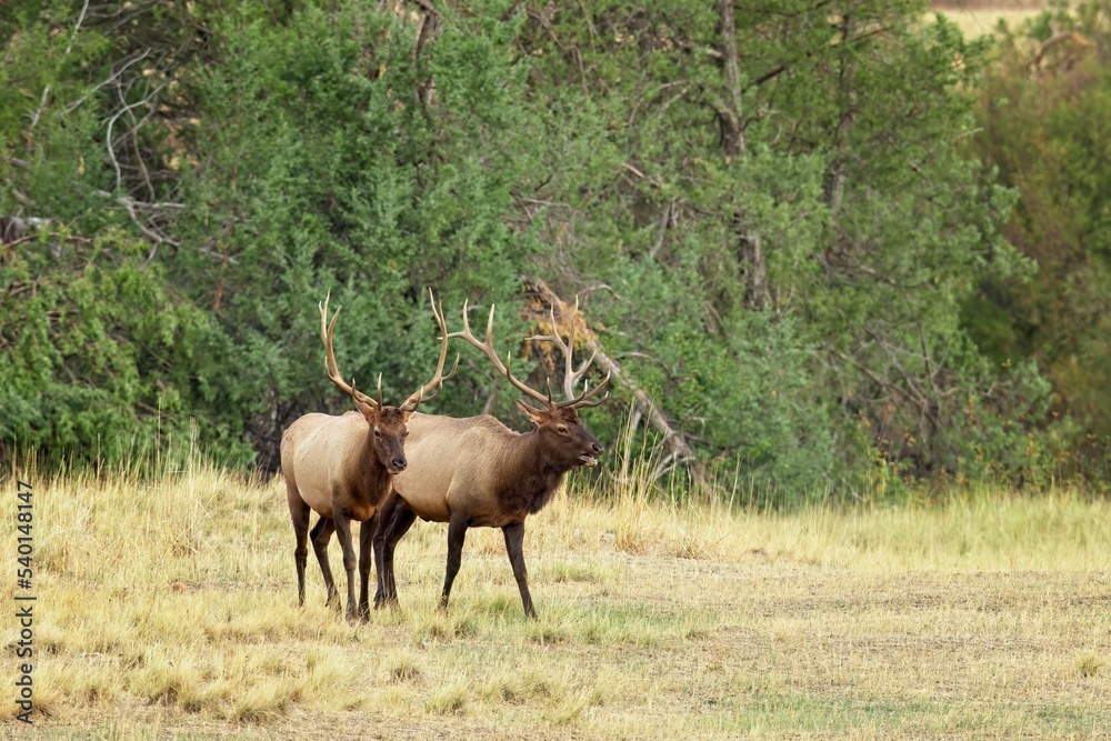 Two bull elk walking in the grass.