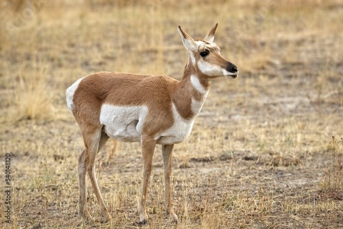 Female pronhorn stands on the prairie.