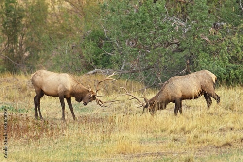 Sparring during the elk rut in Montana.