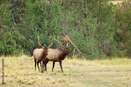 Two bull elk walking in the grass. © Gregory Johnston