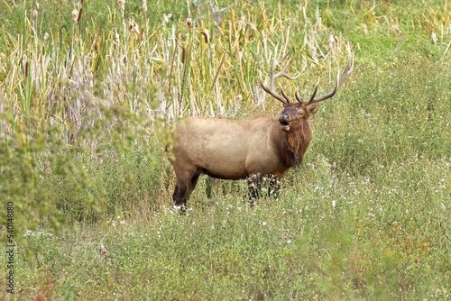 Bull elk stands in tall grass.