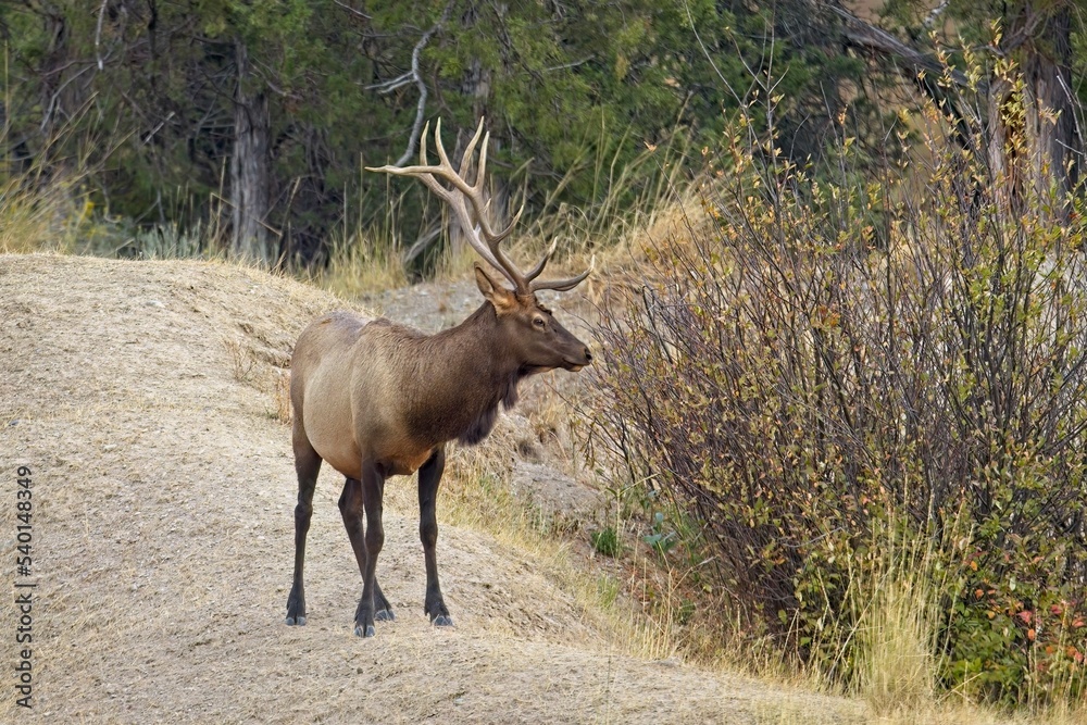 Bull elk looking into the brush. Bull elk looking into the brush.