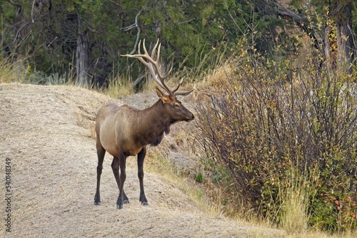 Bull elk looking into the brush.