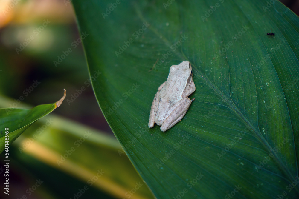 This unique and contrasting white tree frog is sitting quietly on a wide green leaf in the middle of the forest, close up and bokeh photographed This unique and contrasting white tree frog is sitting quietly on a wide green leaf in the middle of the forest, close up and bokeh photographed