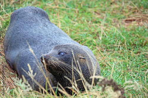 Seal on grass - New Zealand