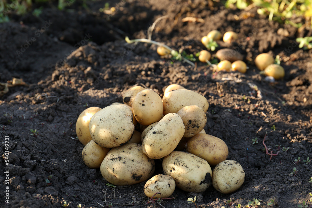 Pile of fresh ripe potatoes on ground outdoors Pile of fresh ripe potatoes on ground outdoors