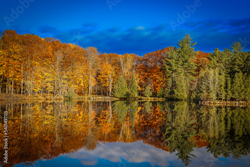 autumn in the forest