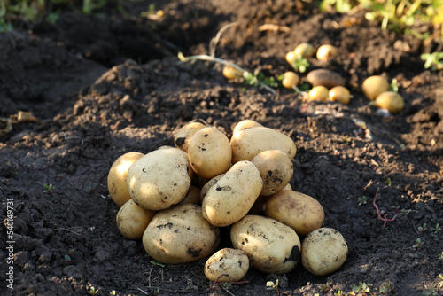 Pile of fresh ripe potatoes on ground outdoors