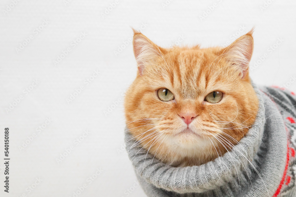 Portrait of a ginger pedigree cat in a gray winter sweater with a Christmas ornament.