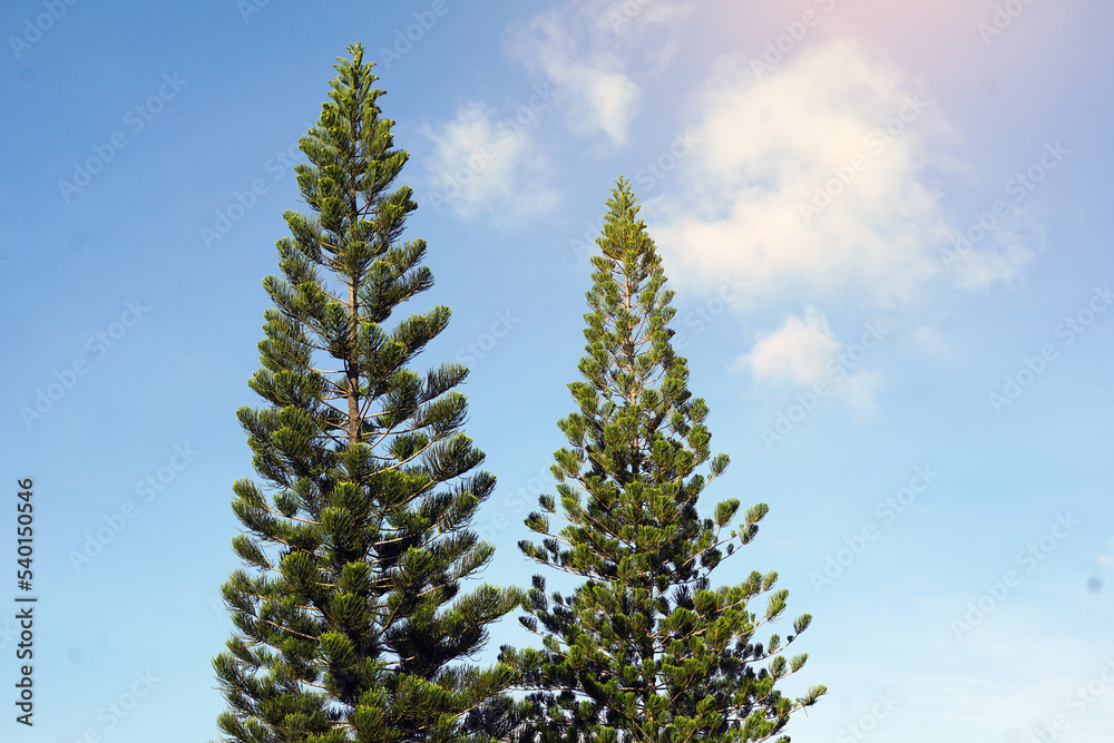 coral reef araucaria, Norfolk Island pine is an ornamental plant, branched out into layers beautiful green leaves the canopy is not large Suitable for growing in pots and planted in the garden.